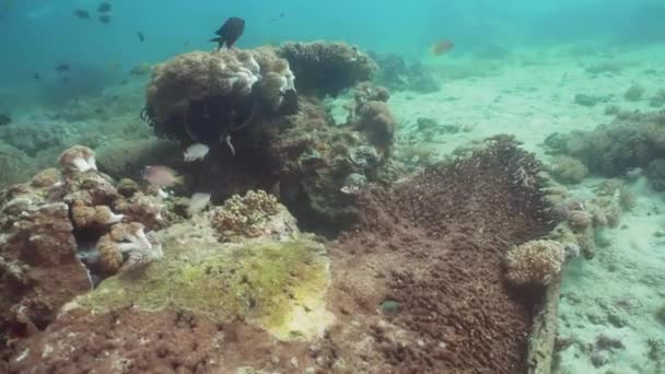 Arrecife de coral y peces tropicales. Filipinas, Mindoro . — Vídeo de stock