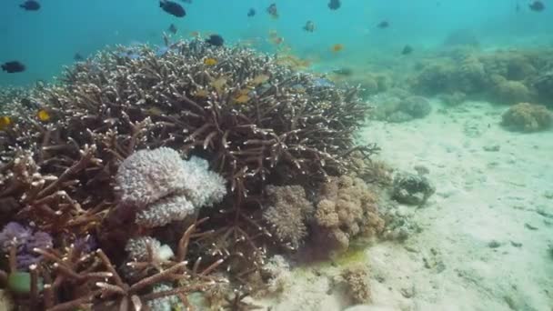 Ryby Rafy Koralowej Nurkowanie Znakomity Piękny Podwodny Świat Koralowców Ryb — Wideo stockowe