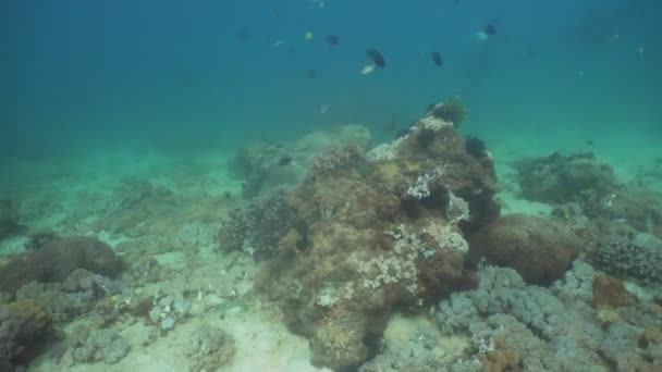 Recifes de coral e peixes tropicais. Filipinas, Mindoro . — Vídeo de Stock