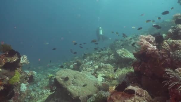 Κοραλλιογενείς υφάλους και τα τροπικά ψάρια. Φιλιππίνες, Mindoro. — Αρχείο Βίντεο