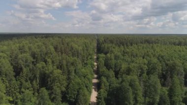 Yeşil orman üzerinde uçuş.