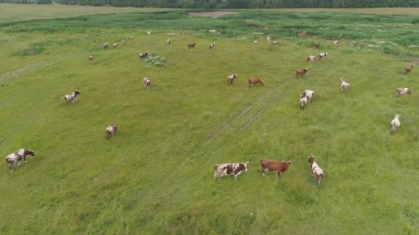 Les vaches paissent dans les pâturages