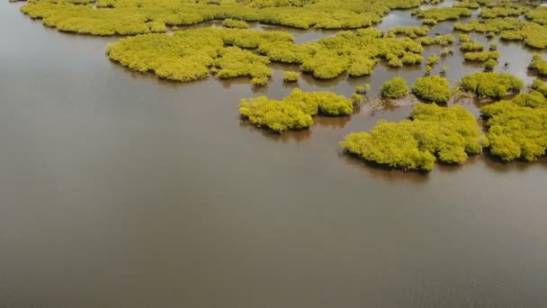 Mangrov ormanları Asya. Filipinler Siargao Adası. — Stok video