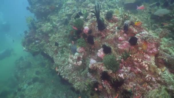 Recifes de coral e peixes tropicais. Filipinas, Mindoro . — Vídeo de Stock