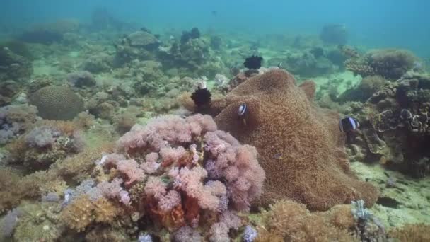 Clownfish Anemonefish en actinia . — Vídeo de stock