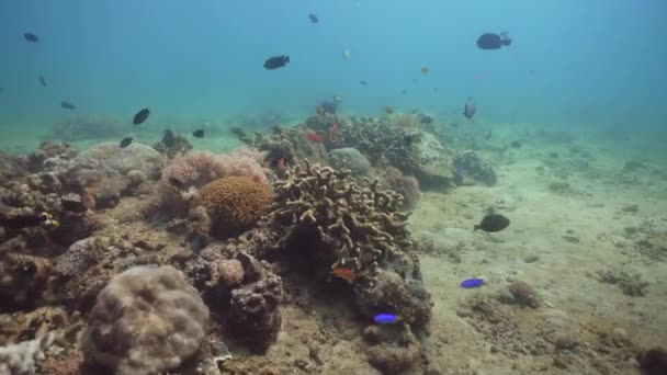 Коралових рифів і тропічних риб. Філіппіни, Міндоро. — стокове відео