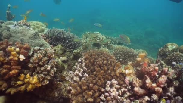 Коралловый риф и тропическая рыба. Филиппины, Mindoro . — стоковое видео