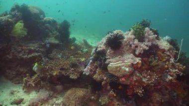 Mercan ve tropikal balık. Filipinler, Mindoro.