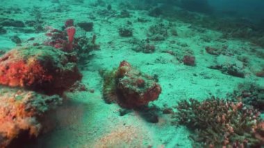 Scorpionfish mercan resif üzerinde. Filipinler, Mindoro