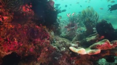 Mercan ve tropikal balık. Filipinler, Mindoro