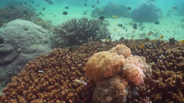 Arrecife de coral y peces tropicales. Filipinas, Mindoro . — Vídeo de stock