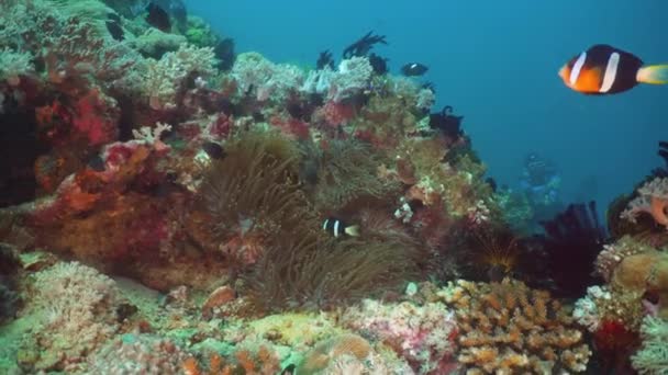 Clownfish Anemonfish in actinia . — стоковое видео
