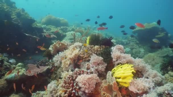 Recifes de coral e peixes tropicais. Filipinas, Mindoro . — Vídeo de Stock