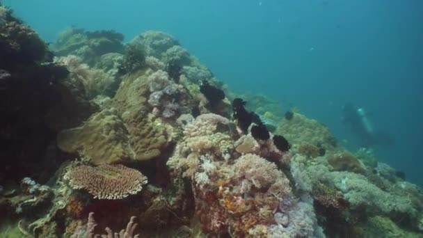 Recifes de coral e peixes tropicais. Filipinas, Mindoro . — Vídeo de Stock