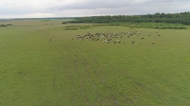 İnekler otlakta otlar.