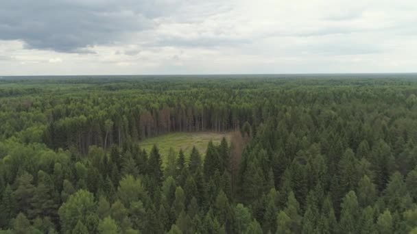 Vuelo sobre el bosque verde . — Vídeo de stock