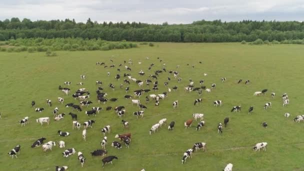 Les vaches paissent dans les pâturages — Video