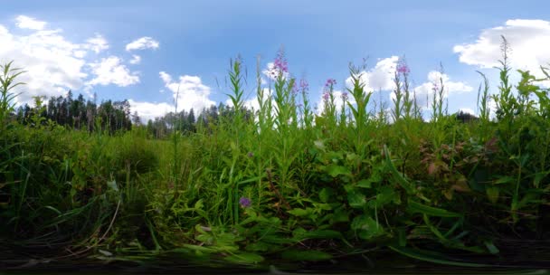 Mooie zomerse landschap 360vr — Stockvideo