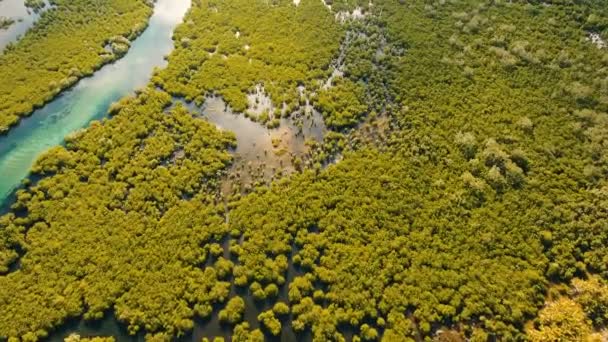 Mangrove erdő Ázsiában. Fülöp-szigetek Siargao sziget. — Stock videók