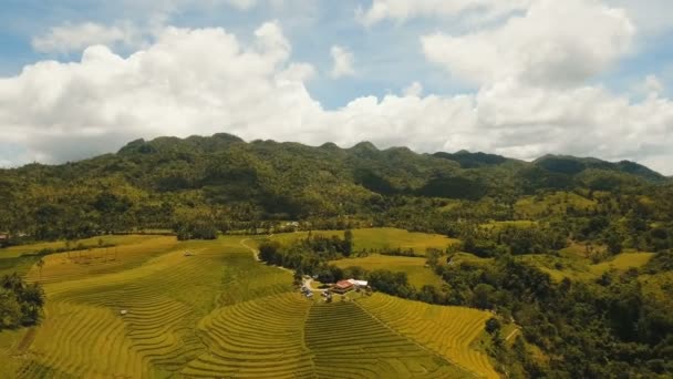 Luchtfoto van een rijst-veld. Filippijnen, Bohol. — Stockvideo