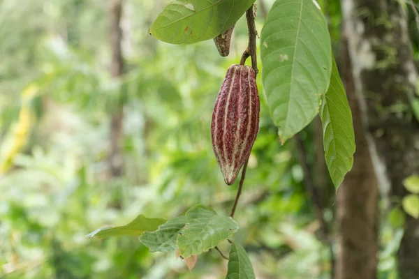 Cocoa tree with fruit, Bali Indonesia. — Stock Photo, Image