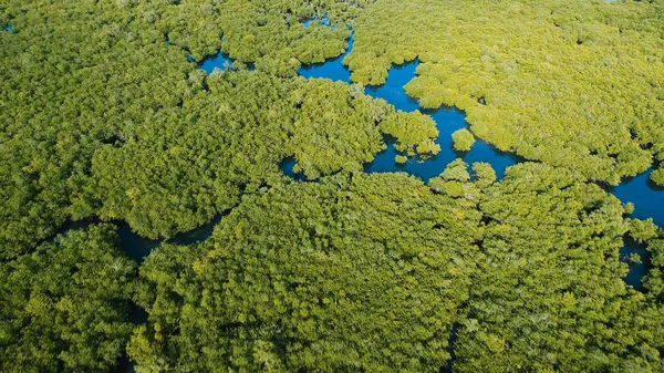 Mangrov ormanları Asya. Filipinler Siargao Adası.