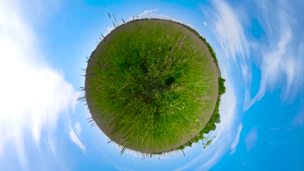 草甸与野生植物和花卉在夏天晴朗的一天 球形小行星视图 Vr360 — 图库视频影像