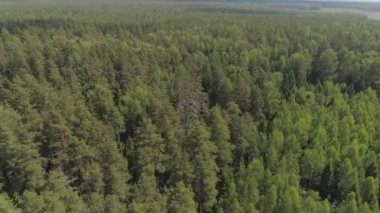 Yeşil orman üzerinde uçuş.