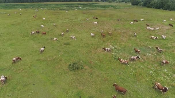 Les vaches paissent dans les pâturages
