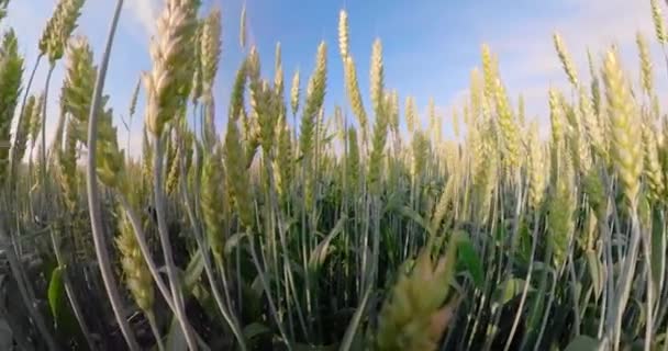 Campo de trigo verde — Vídeos de Stock