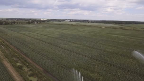 Vista aerea: irrigazione macchina in un campo di patate — Video Stock