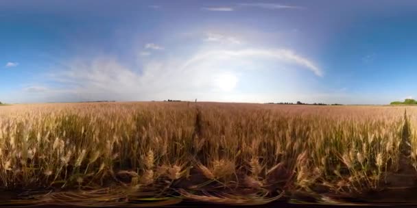 Sárga búza mező 360vr — Stock videók