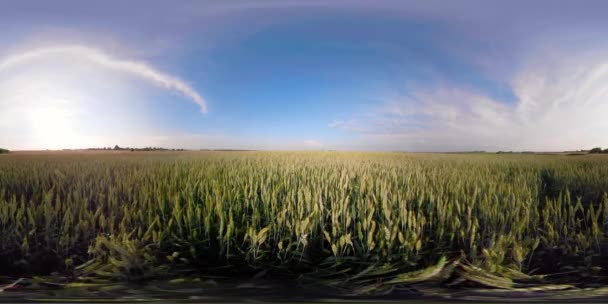 Campo de trigo verde 360VR — Vídeo de stock