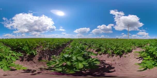 Aardappel veld onder blauwe lucht 360vr — Stockvideo