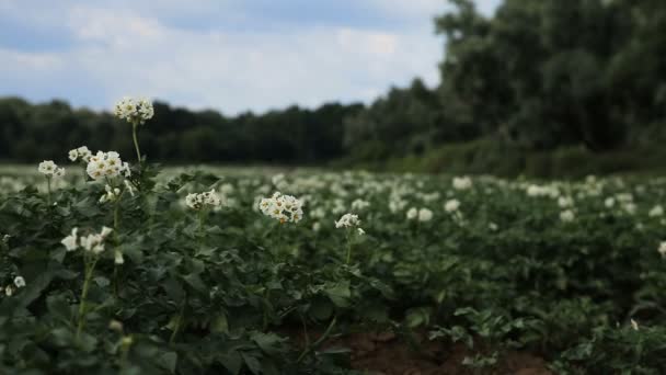 Grön potatis fältet, närbild. — Stockvideo