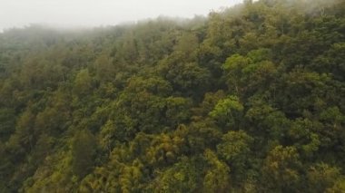 Bulutlardaki yağmur ormanları, Bali, Endonezya.