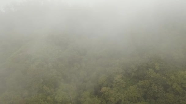 Regenwoud in de wolken, Bali, Indonesië. — Stockvideo