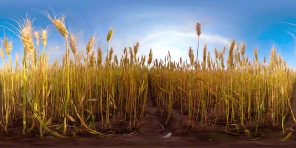 Campo de trigo amarillo 360VR — Vídeo de stock