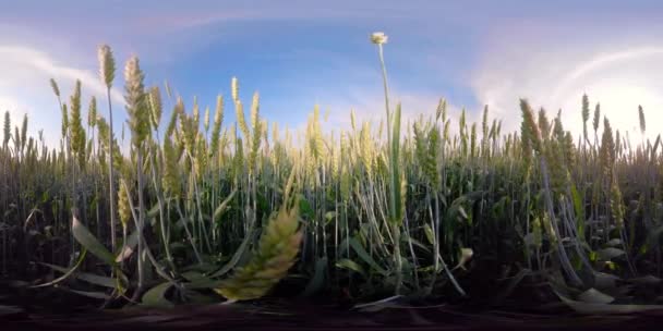 Yeşil buğday alan 360vr — Stok video