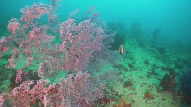 Coral reef and tropical fish. Philippines, Mindoro. — Stock Video