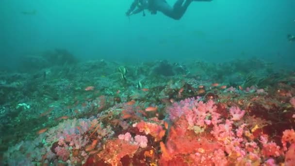 スキューバダイバー水中。フィリピン、ミンドロ島. — ストック動画