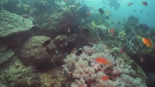Arrecife de coral y peces tropicales. Filipinas, Mindoro . — Vídeo de stock