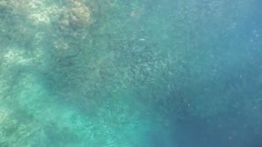 Sardalyalar mavi sularda.