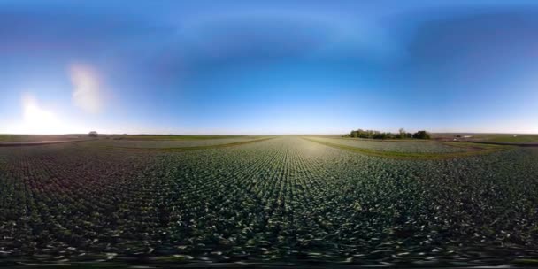 Col creciendo en un campo 360VR — Vídeos de Stock