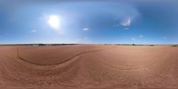 Campo de trigo amarillo VR360 — Vídeo de stock