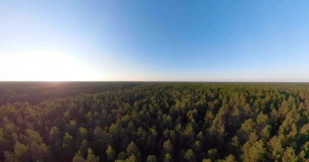 Volo sopra la foresta verde panorama sferico — Video Stock