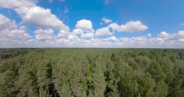 Flight over the green forest spherical panorama — Stock Video