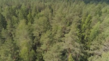 Yeşil orman üzerinde uçuş.