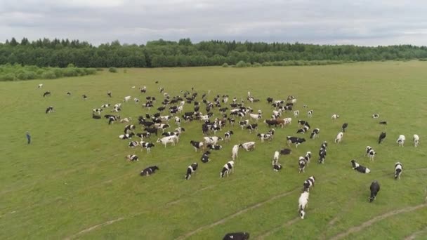 Vacas pastam em pastagens — Vídeo de Stock