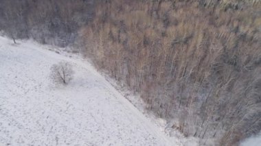 Kış manzara orman ile alan. Kış manzarası.